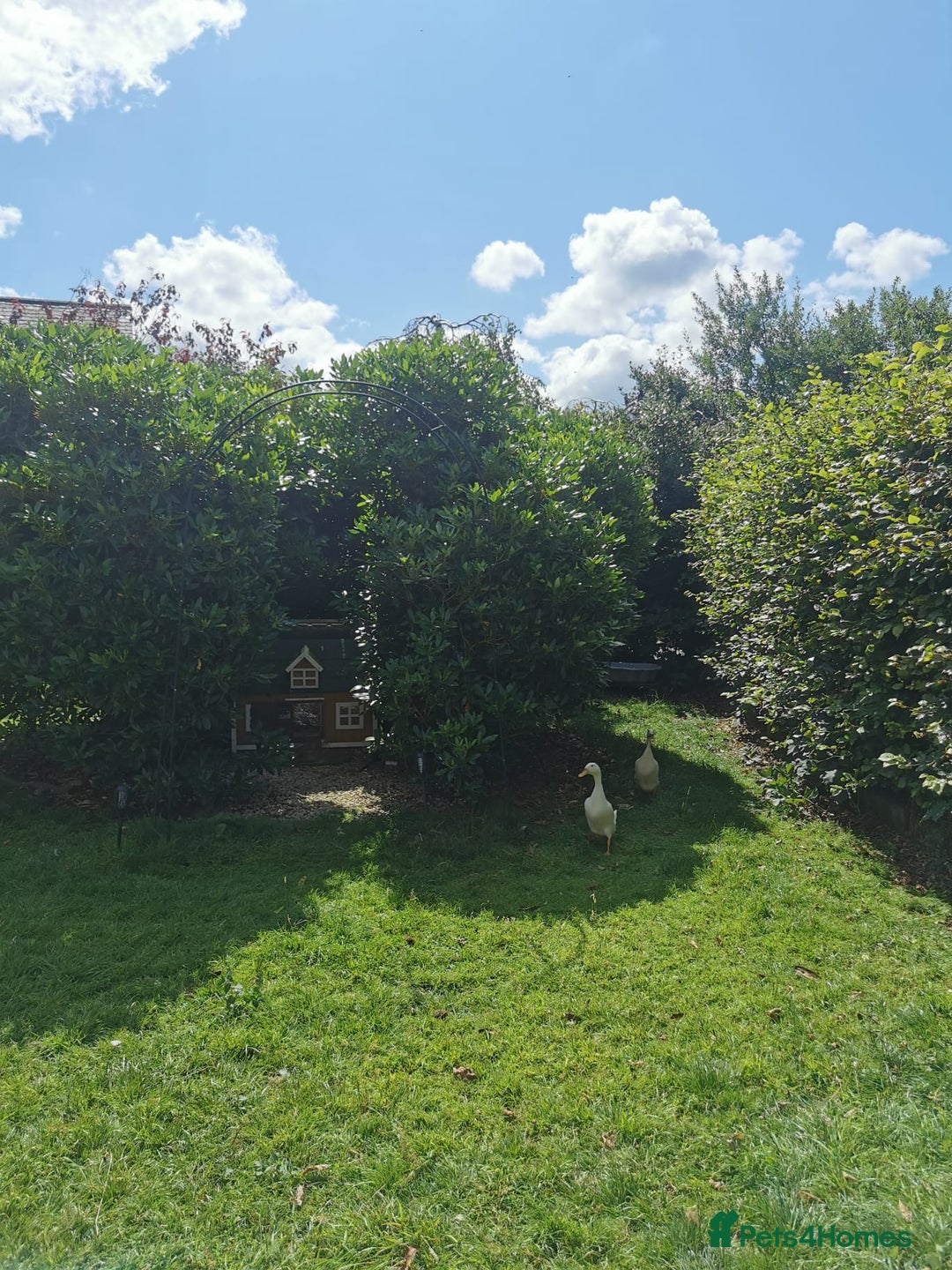 Ducks poultry for sale: 2X Female Indian Runner Ducks + Home - Image 2