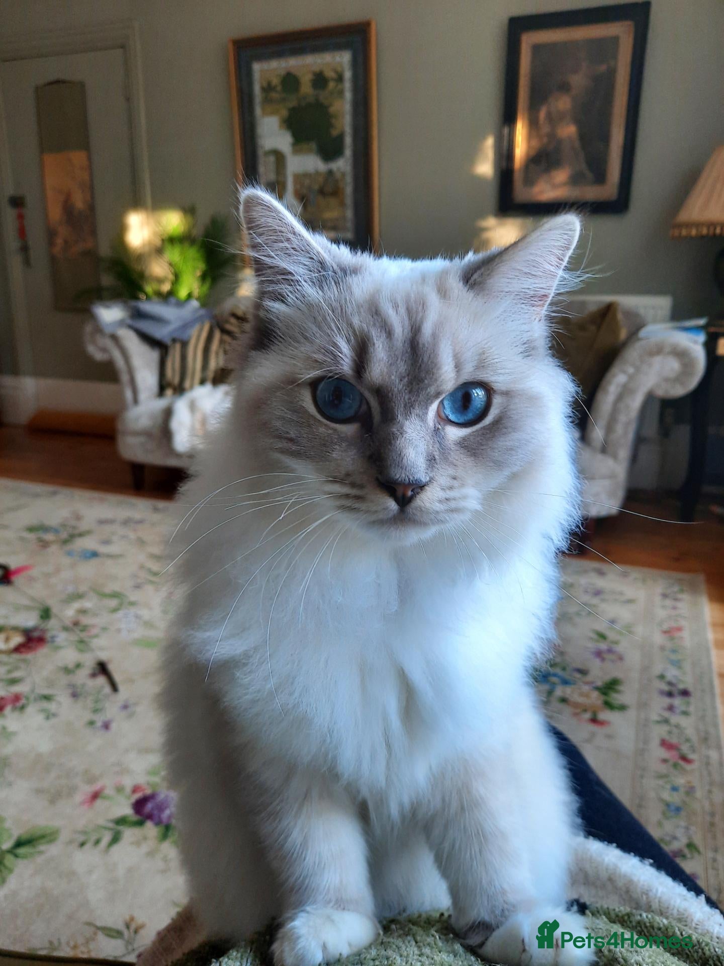 Ragdoll cats for sale: Gorgeous lynx ragdoll kitten looking for 5*home - Advert 2