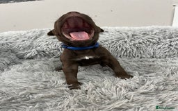 American Bull Staffy dogs for sale: Staffy Bull Puppies - Advert 23