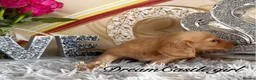 Miniature Dachshund dogs for sale: Beautiful Long Coat Miniature Dachshund Puppies in Worthing - Advert 6