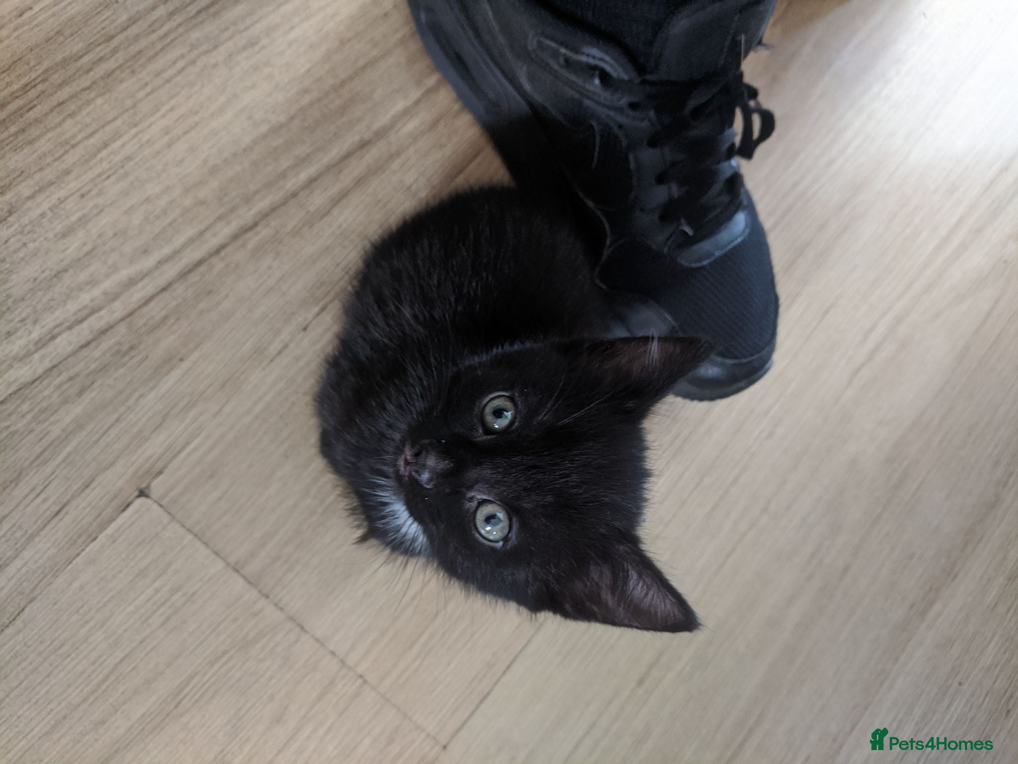 British Shorthair cats 4 black and tuxedo kittens for sale - Advert 2