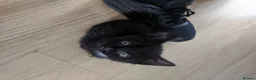 Mixed Breed cats for sale: 4 black and tuxedo kittens for sale - Advert 2