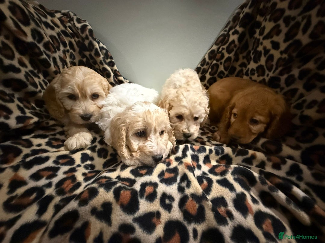 Cockapoo dogs for sale: COCKAPOO Puppies (Small Breed) - Advert 3