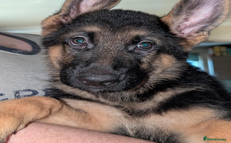 German Shepherd dogs - Advert 8
