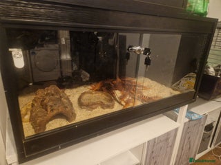 Corn Snake reptiles for sale - Advert 1