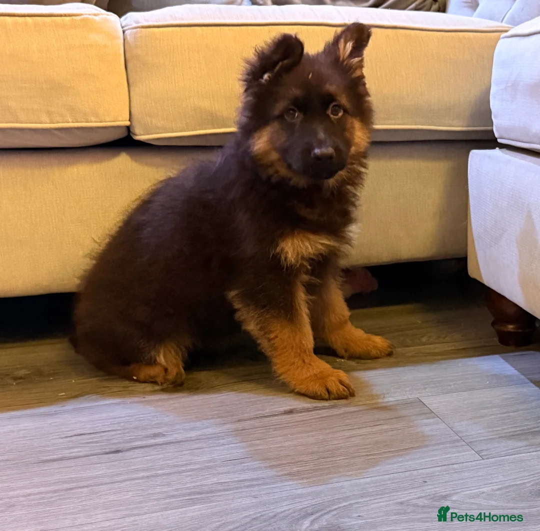 German Shepherd dogs for sale: Kc Registered Long Haired German Shepherd Puppies - Advert 17