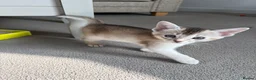 Abyssinian cats for sale: *2 girls left* GCCF - Silver Abyssinian kittens - Advert 12