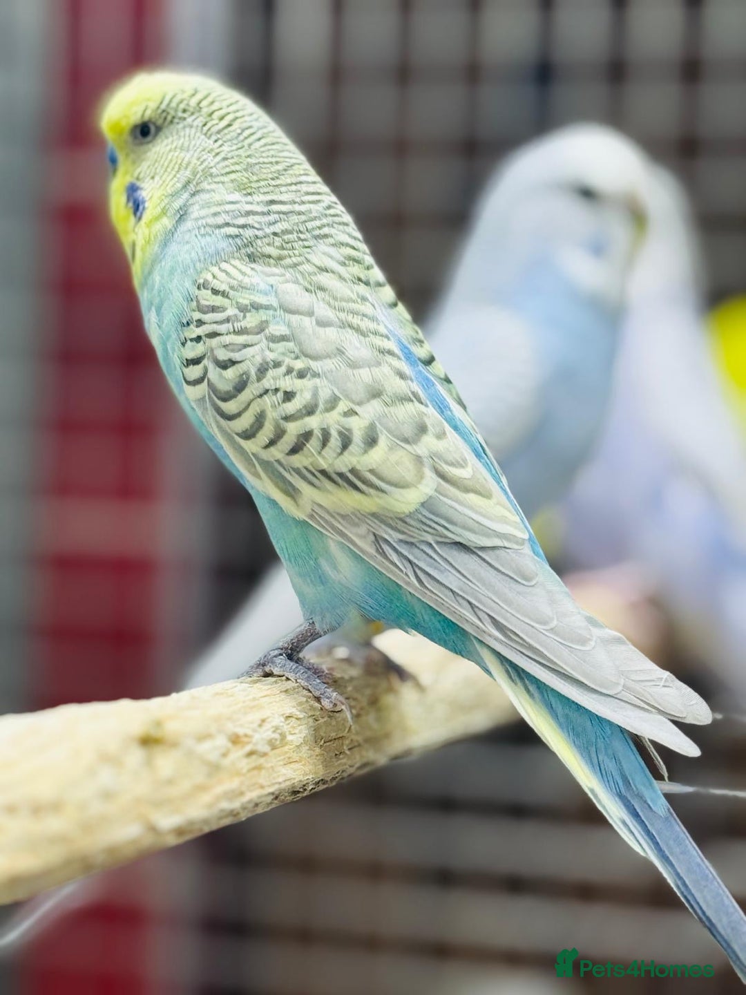 Budgerigars birds for sale: Budgies  - Advert 12