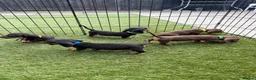 Dachshund dogs for sale: Dachshund  - Advert 7
