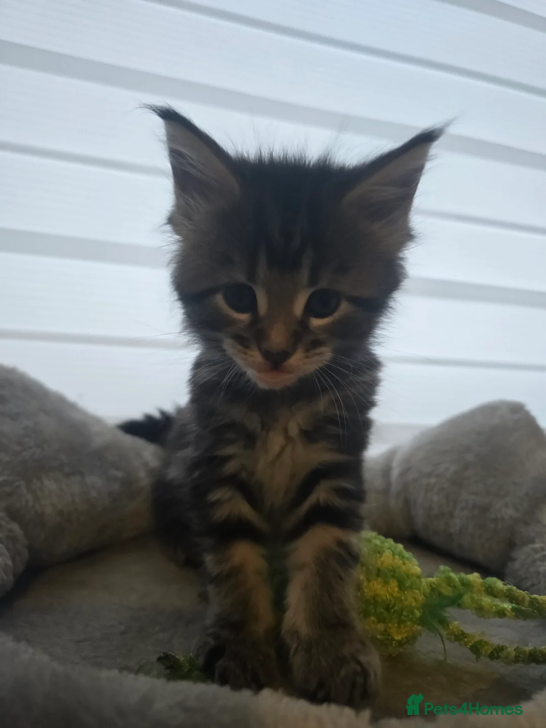 Maine Coon cats for sale: 5 adorable maine coon kittens - Advert 1