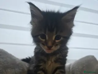 Maine Coon cats 5 adorable maine coon kittens - Advert 1