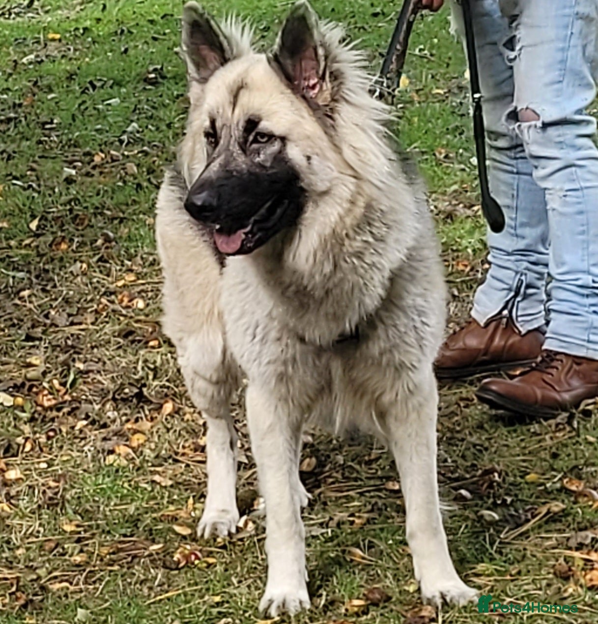 German Shepherd dogs German shepard for stud! - Advert 1