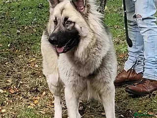 German Shepherd dogs German shepard for stud! - Advert 1