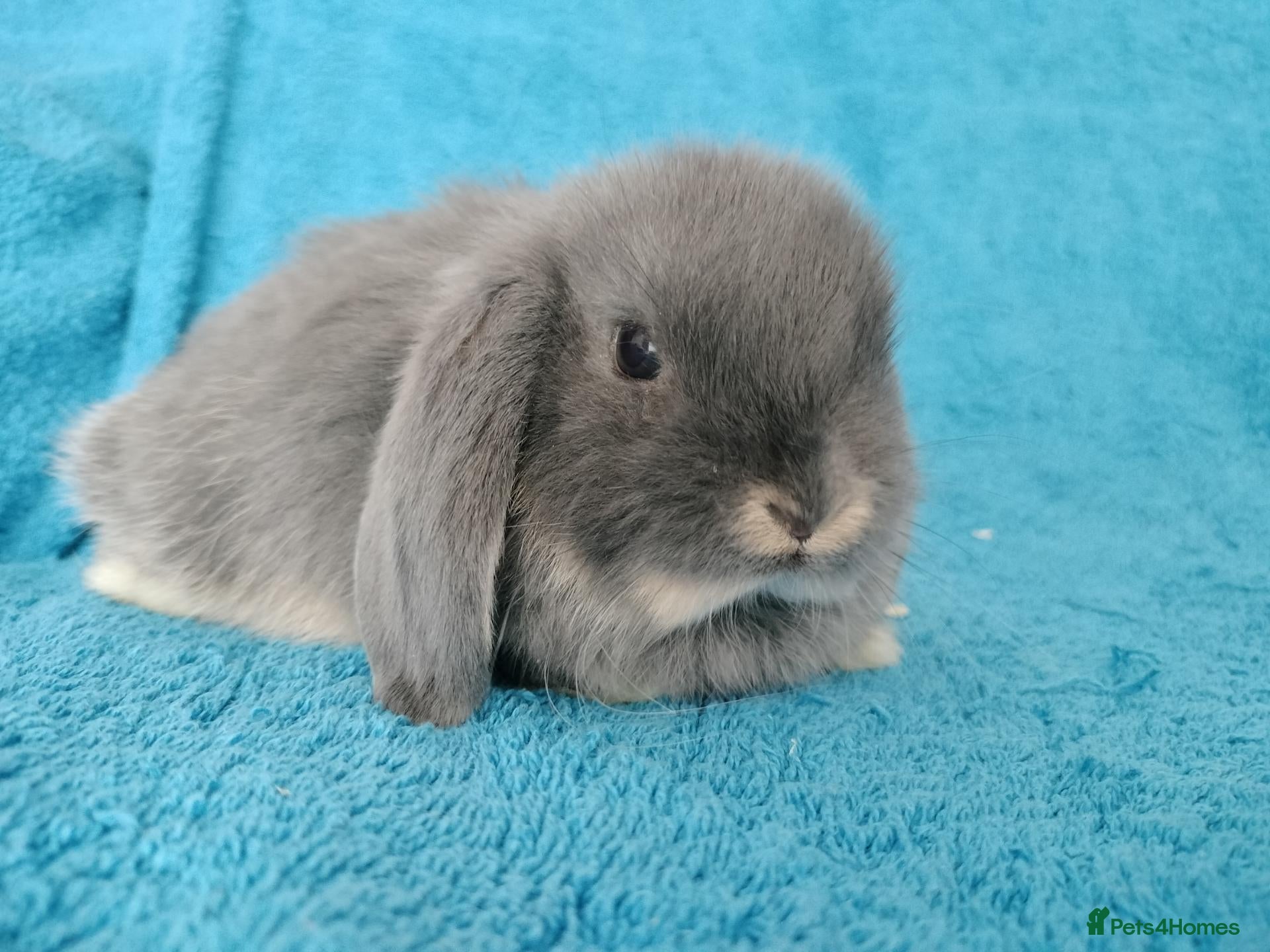 Mini Lop rabbits Baby mini lop rabbits for sale  - Advert 16