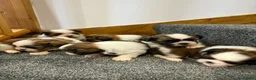 Shih Tzu dogs for sale: Early Spring Shihtzu Puppies  - Advert 3