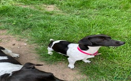 Jackapoo dogs for sale: Adorable Jackapoo puppies for sale !!!! - Image 32