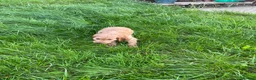 Irish Doodle dogs for sale: Beautiful Red Irishdoodles  - Advert 7