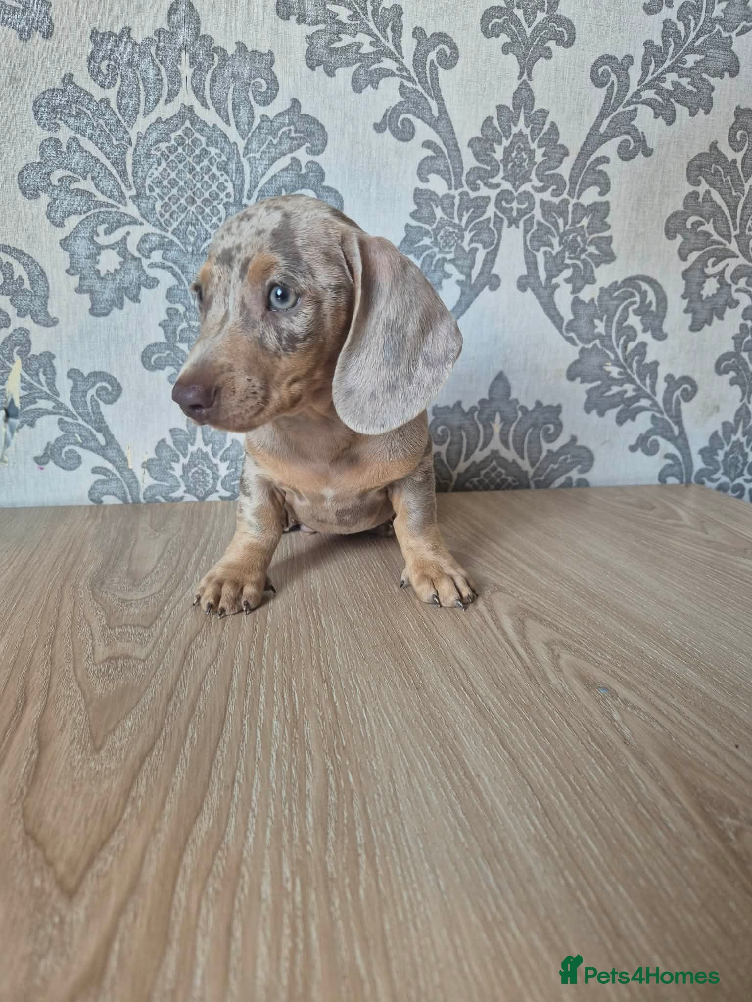 Miniature Dachshund dogs Kc reg dachs full vacc £1300 last 2 - Advert 2