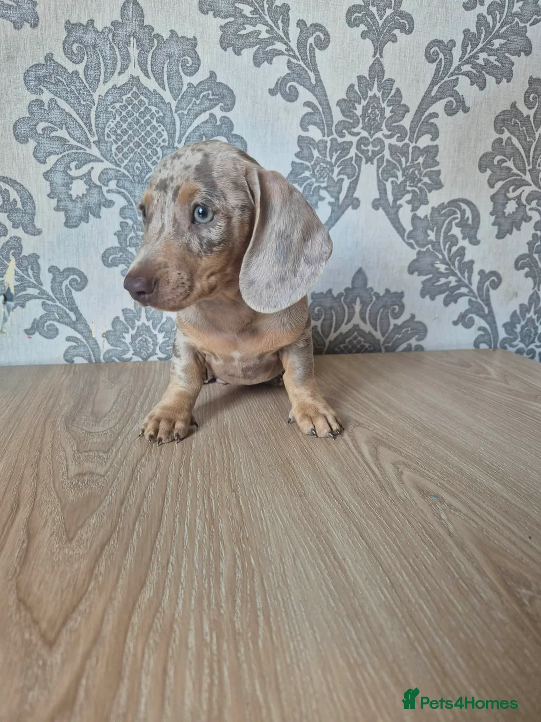 Miniature Dachshund dogs for sale: Kc reg dachs full vacc £1300 last 2 - Advert 2