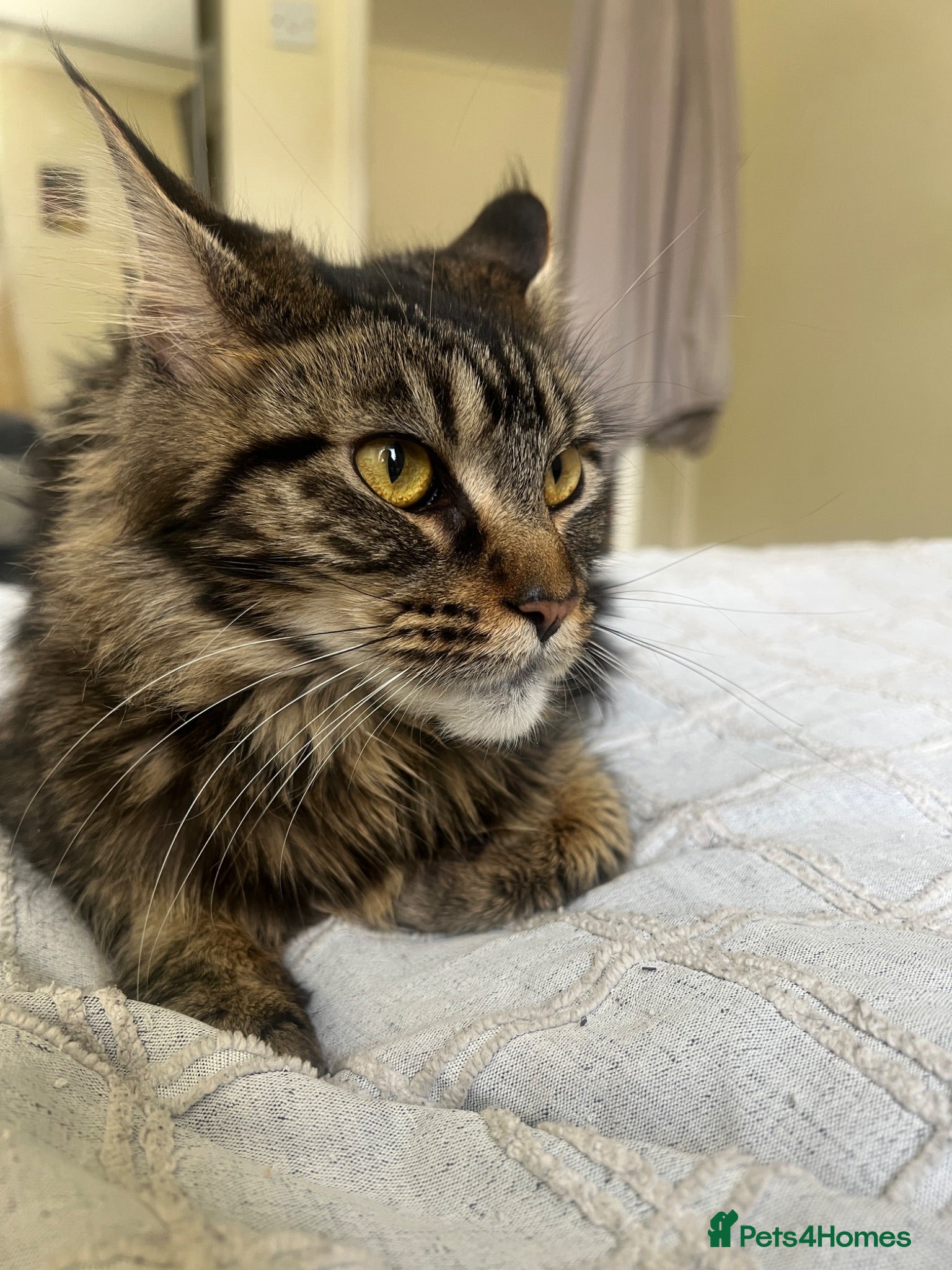 Maine Coon cats Chocolate brownie Tabby Maine coon   - Advert 1