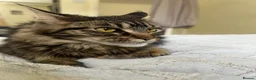 Maine Coon cats for sale: Chocolate brownie Tabby Maine coon   in Hayes - Advert 1