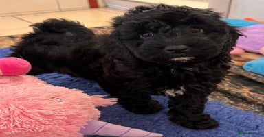 Mixed Breed dogs - Advert 3