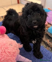 Mixed Breed dogs - Advert 5