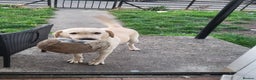 Labrador Retriever dogs for sale: Labrador 15month old female - Advert 5