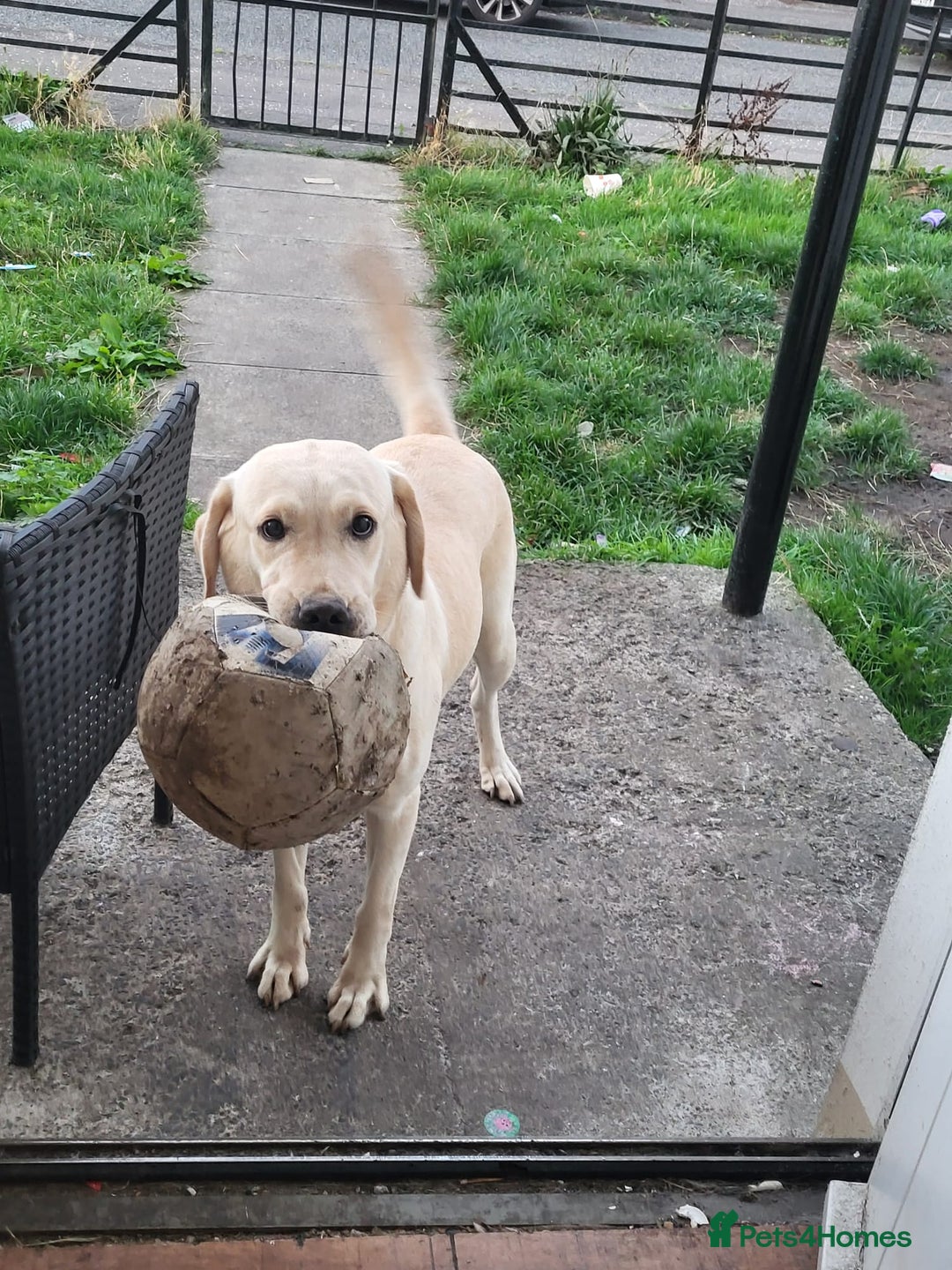 Labrador Retriever dogs for sale: Labrador 15month old female - Advert 5