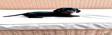Miniature Dachshund 2