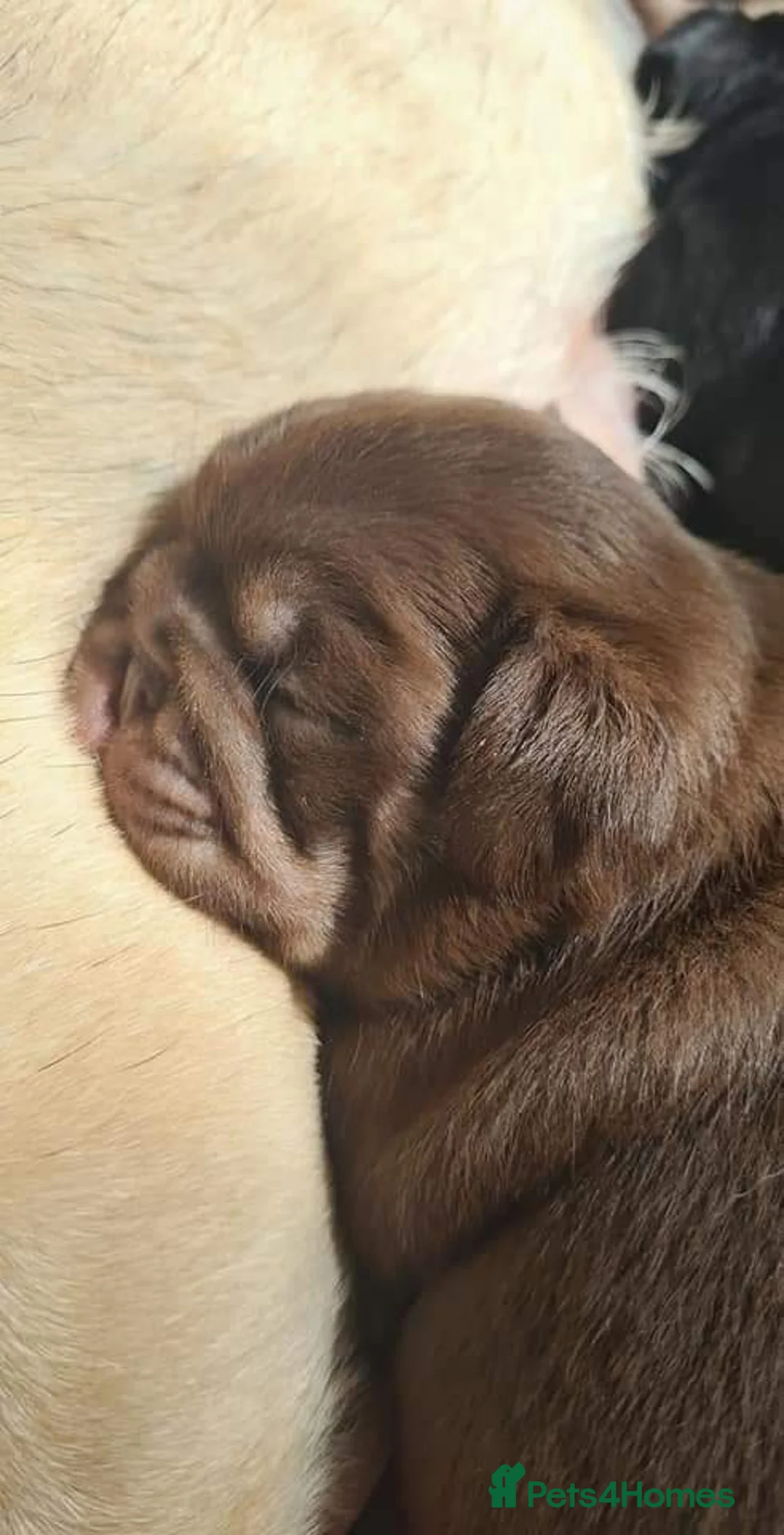 Pug dogs for stud: Chocolate and Tan Carrying Blue Pug Stud in Newport - Advert 6