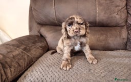 Cocker Spaniel dogs for sale: Cocker spaniel puppies  - Image 20
