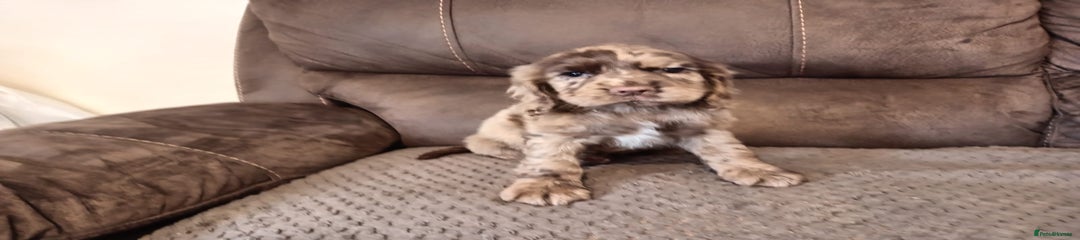 Cocker Spaniel Puppy 5