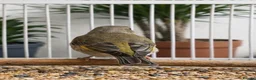 Finches birds for sale: Finches  - Advert 5