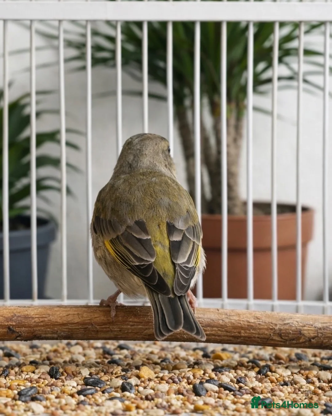 Finches birds for sale: Finches  - Advert 5