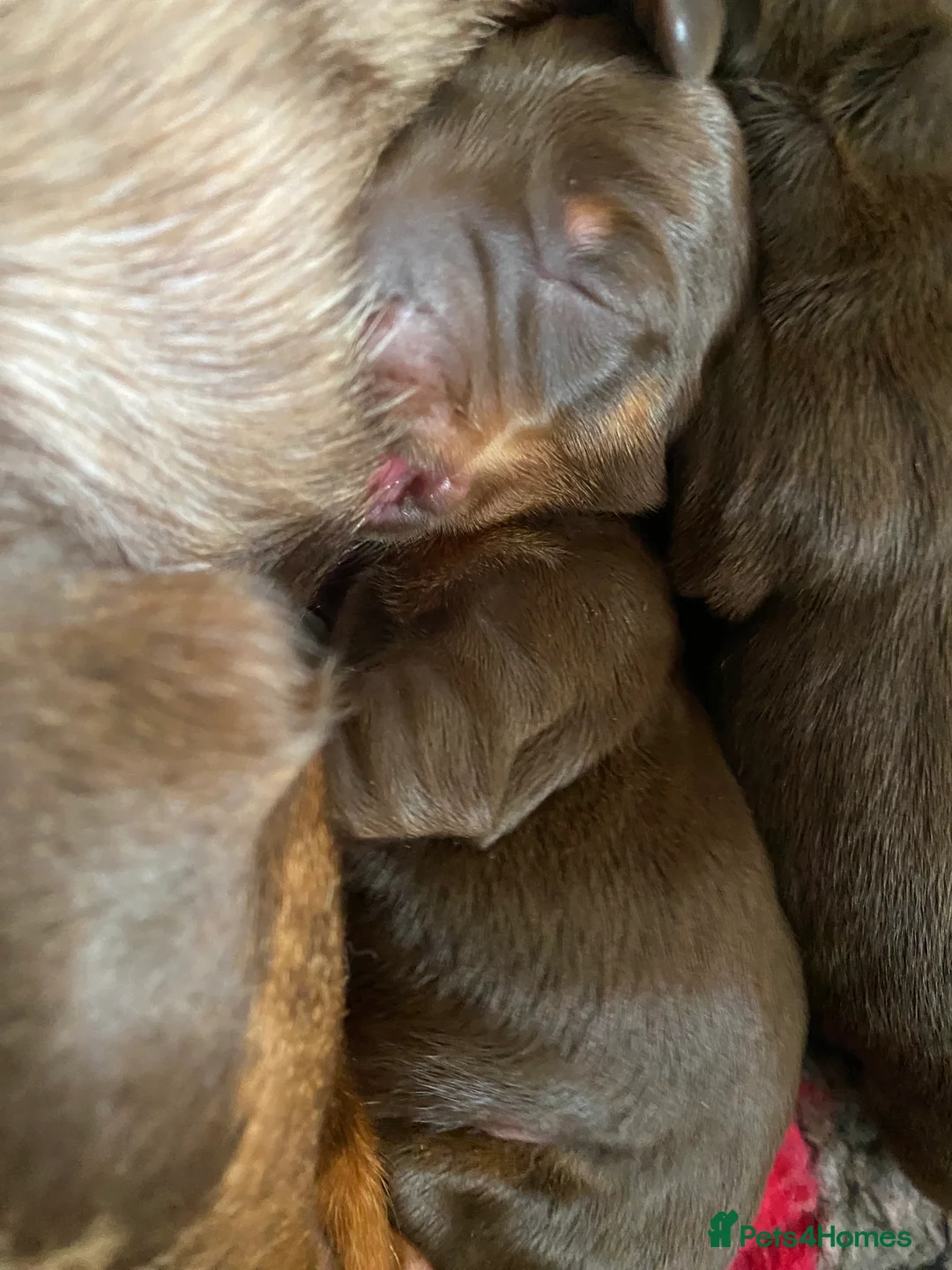 Miniature Dachshund dogs for stud: PROVEN MINIATURE DACHSHUND STUD in Faringdon - Advert 12