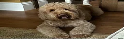 Double Doodle dogs for sale: Sunning littler of Australian Double Doodles  - Advert 12