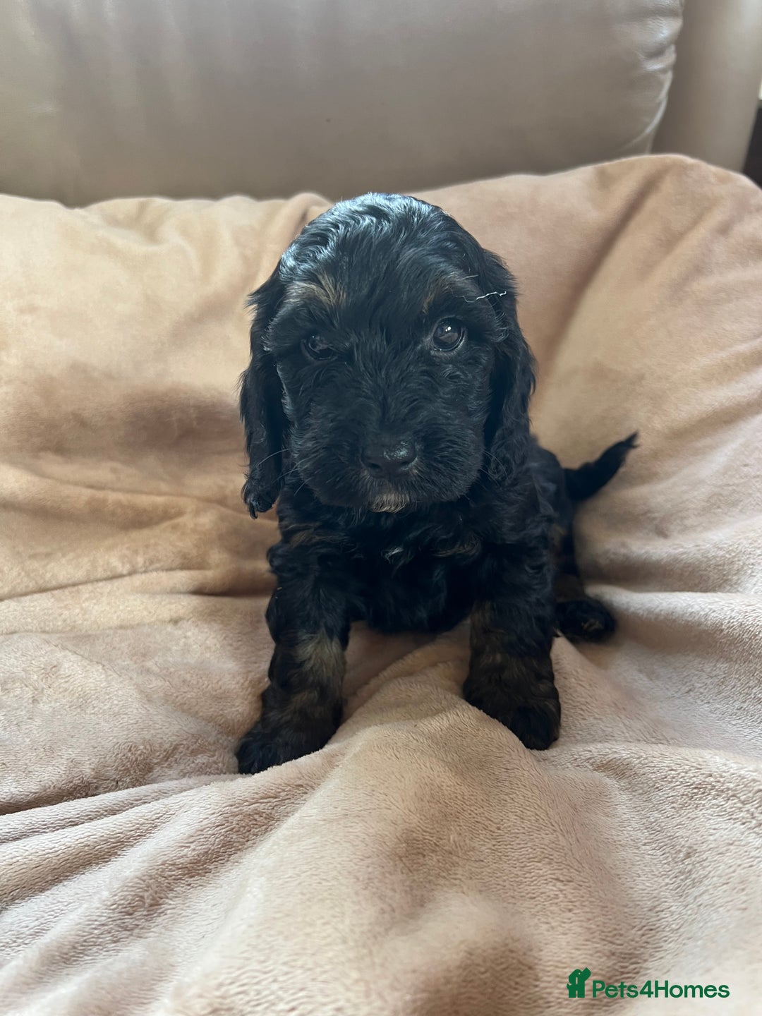 Cockapoo dogs for sale: F1 Cockapoo puppies  - Image 7