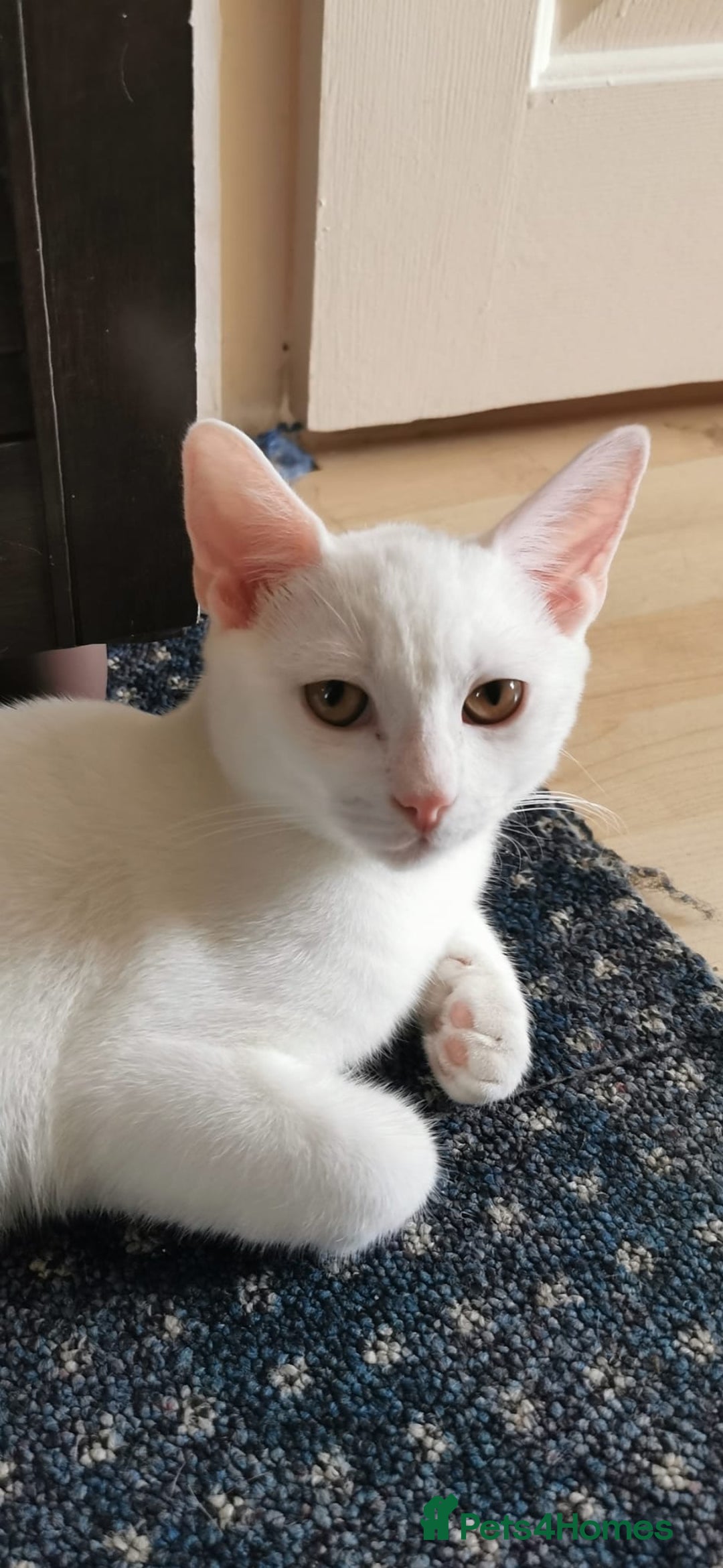 Mixed Breed cats for sale: Ready for new family  - Image 21