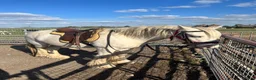 Irish Cob horses for sale: Tim the super cob!  - Advert 3