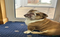 English Bulldog dogs for stud: Charlie  - Image 10