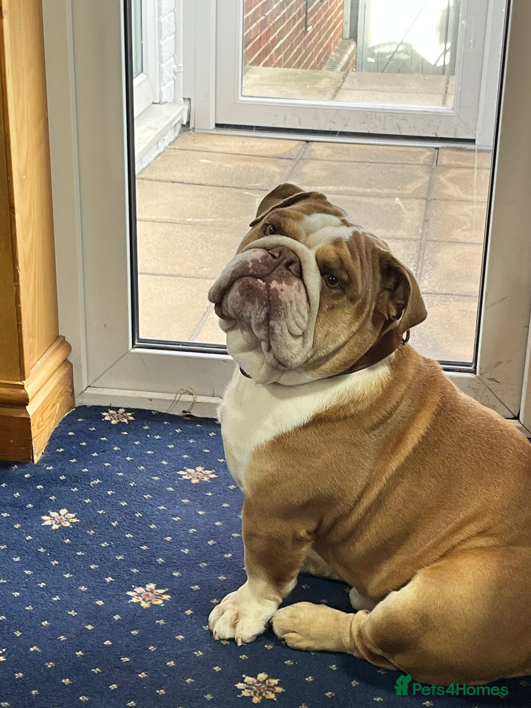 English Bulldog dogs for stud: Charlie  - Image 10