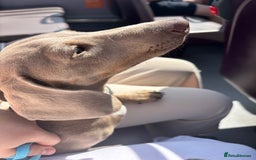 Miniature Dachshund dogs for sale: Marley the mini dachshund  - Image 3