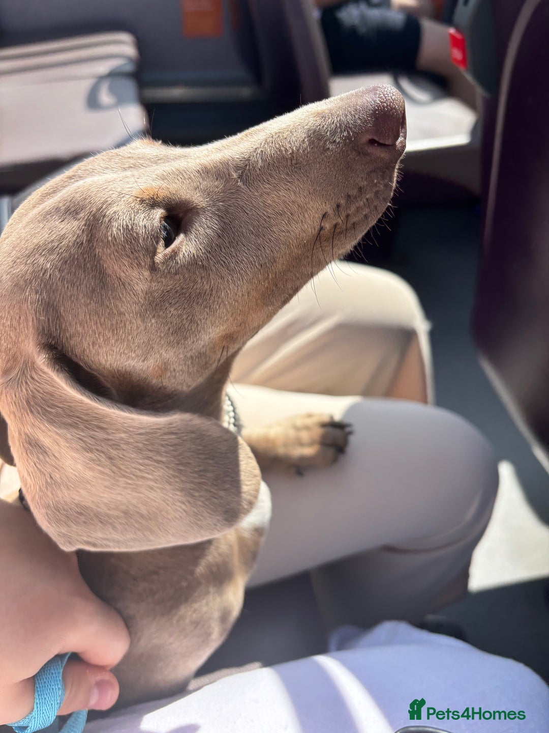 Miniature Dachshund dogs for sale: Marley the mini dachshund  - Image 3