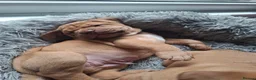 Mixed Breed dogs for sale: Muscle mastiff puppies  - Advert 15