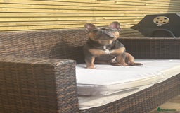 French Bulldog dogs for sale: Bruno, 3 year old French bulldog  - Image 4