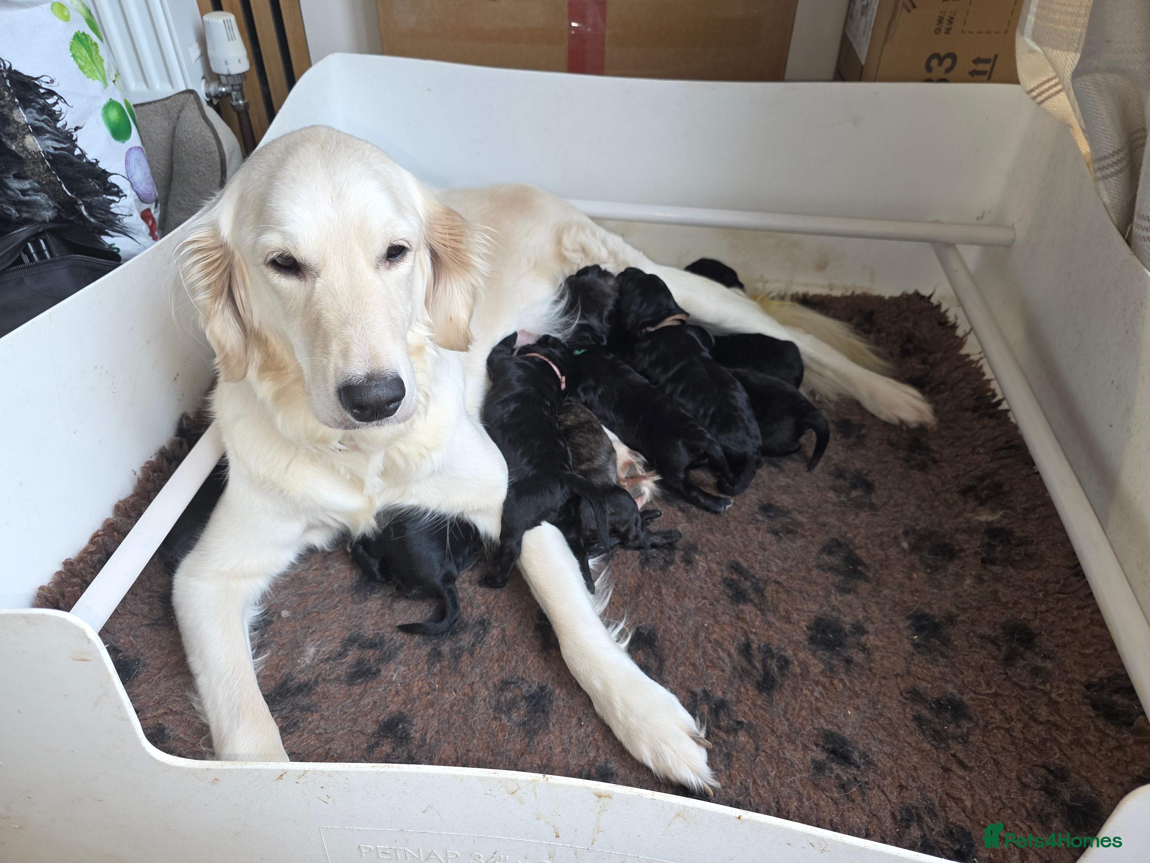 Goldendoodle dogs Outstanding F1 Goldendoodle Puppies - Advert 2