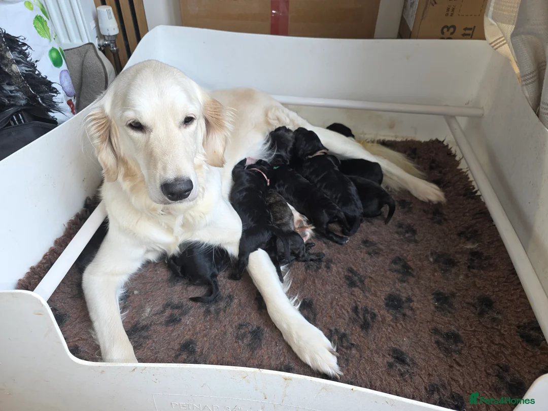 Goldendoodle dogs for sale: Outstanding F1 Goldendoodle Puppies - Advert 1