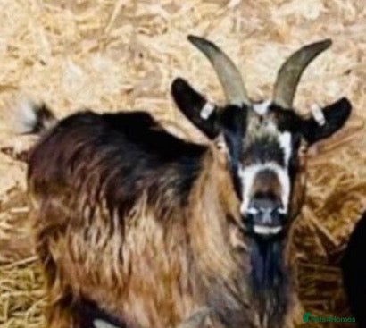 Goats livestock Beautiful Female Pygmy Goat - Advert 2
