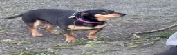 Mixed Breed dogs for adoption: Luna ✨ - Advert 1